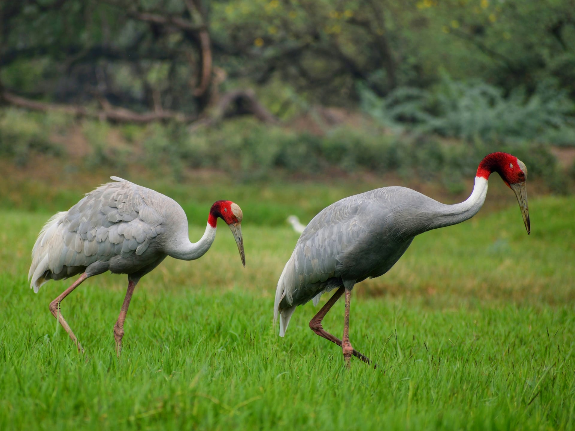 Bharatpur — Palace on Wheels destination