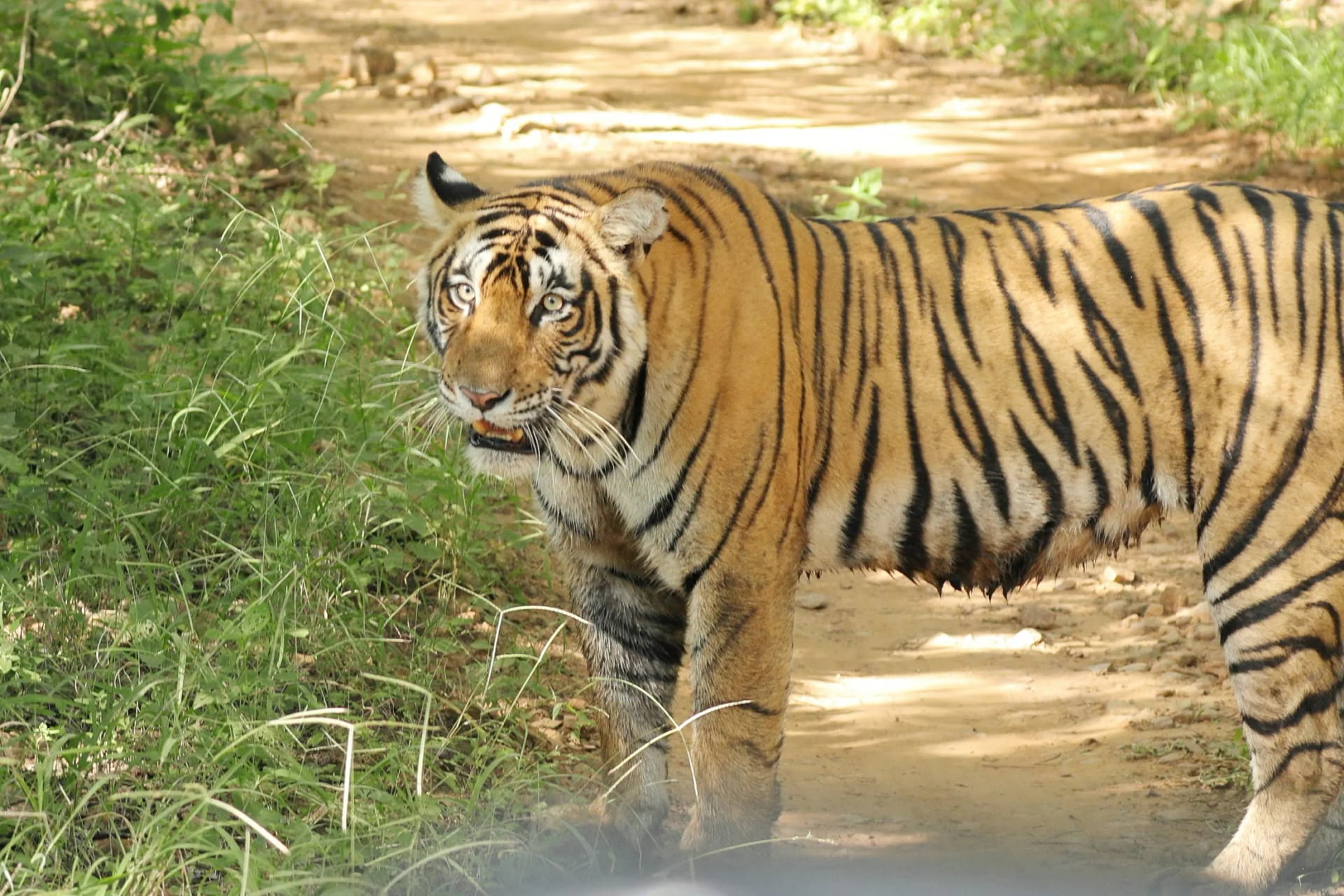 Sawai Madhopur — Palace on Wheels destination